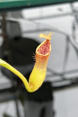 Close Up of Nepenthes {[(lowii x veitchii) x boschiana] x [(veitchii x maxima) x veitchii]} x edwardsiana 'Frog Mouth' | Florae Collaborative | FC-145.06 | 21129