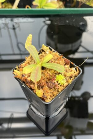 Close Up of Nepenthes mollis (tricolor) x veitchii ‘Candy Dreams’ | FB | Clone 4 | Florae Collaborative | FC-342.04 | 21105