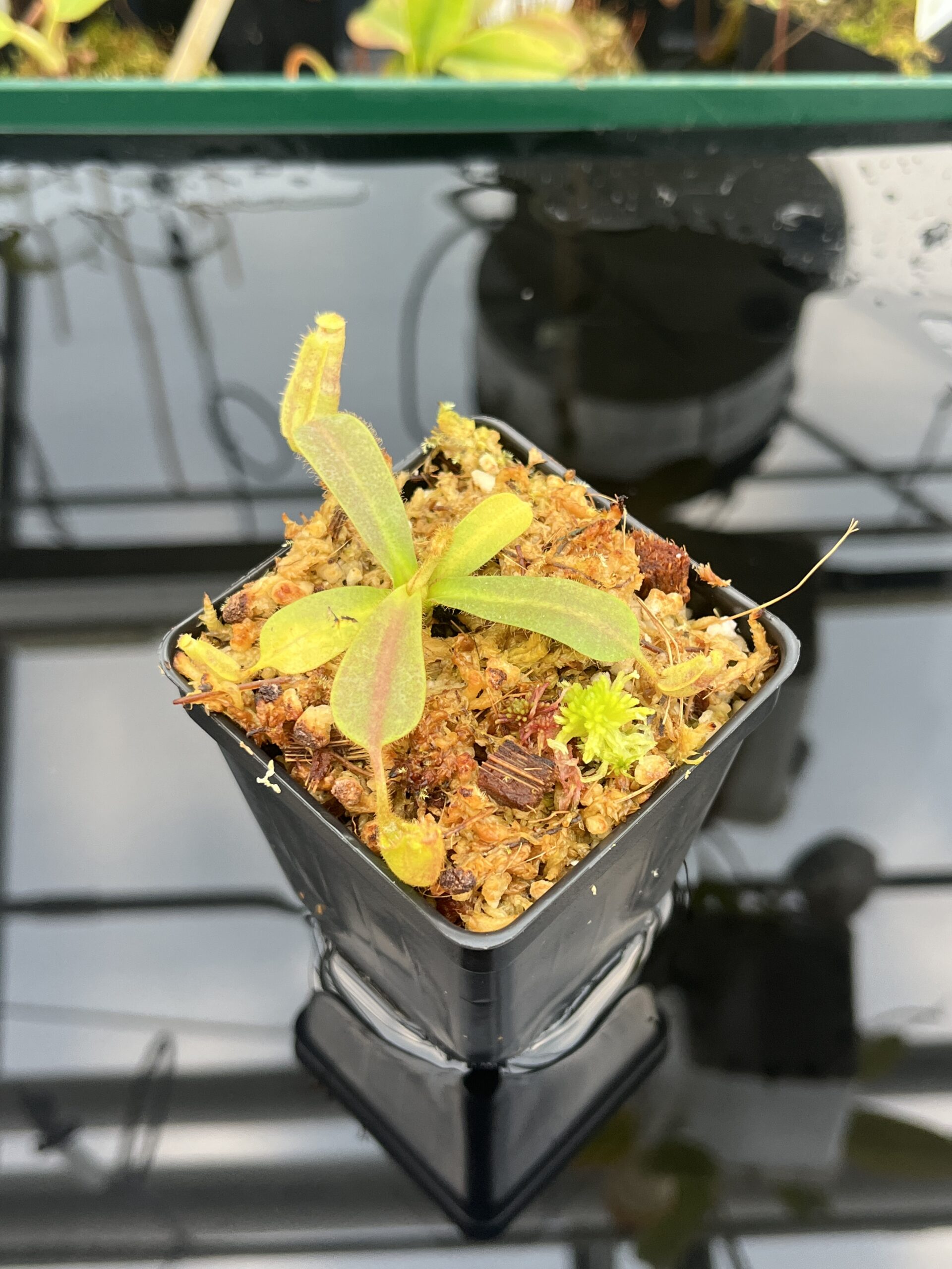 Close Up of Nepenthes mollis (tricolor) x veitchii ‘Candy Dreams’ | FB | Clone 4 | Florae Collaborative | FC-342.04 | 21105