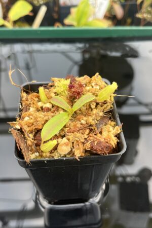 Close Up of Nepenthes mollis (tricolor) x veitchii ‘Candy Dreams’ | Francis Bauzon | Clone 3 | Florae Collaborative | FC-342.03 | 21106