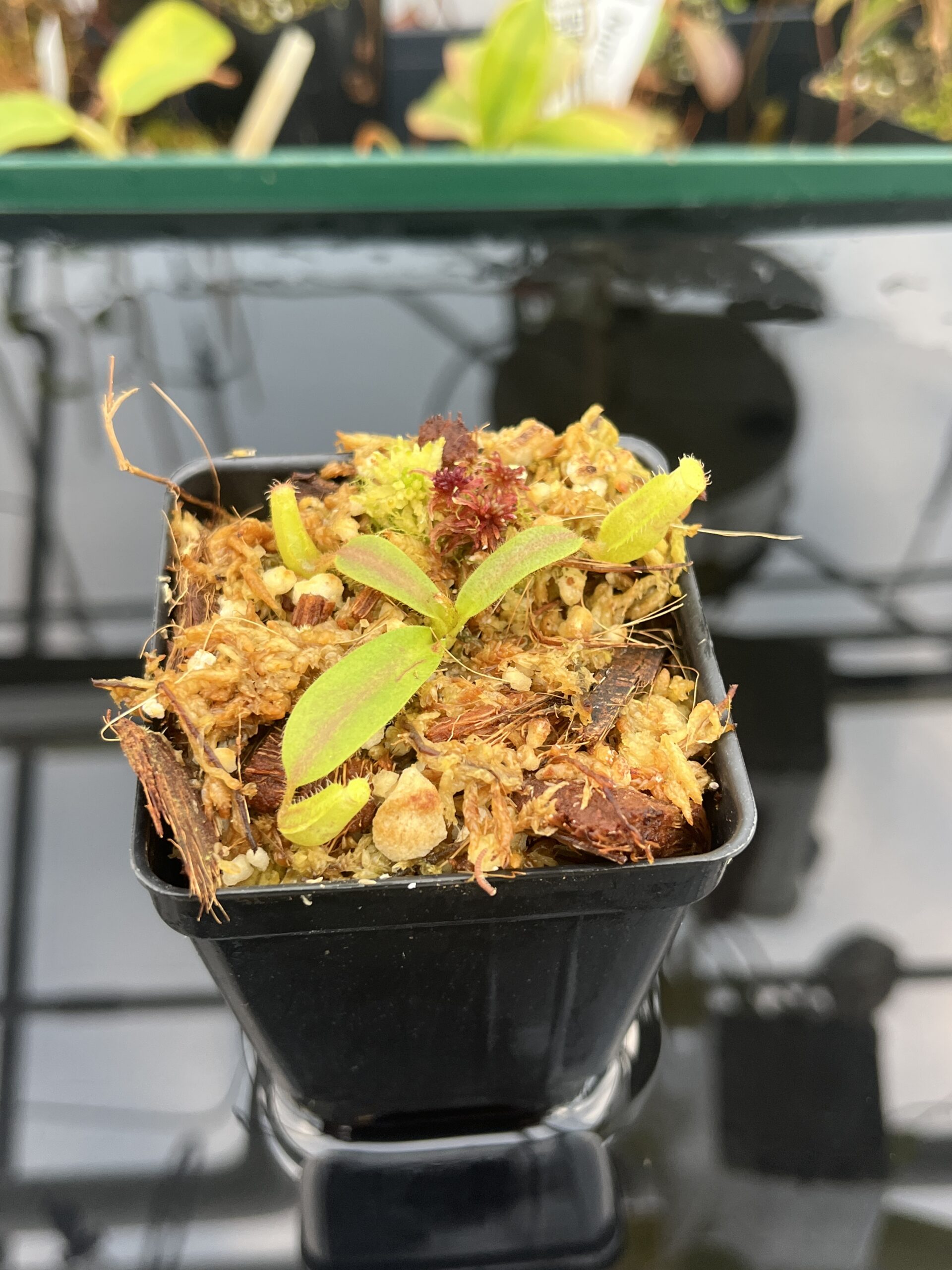 Close Up of Nepenthes mollis (tricolor) x veitchii ‘Candy Dreams’ | Francis Bauzon | Clone 3 | Florae Collaborative | FC-342.03 | 21106