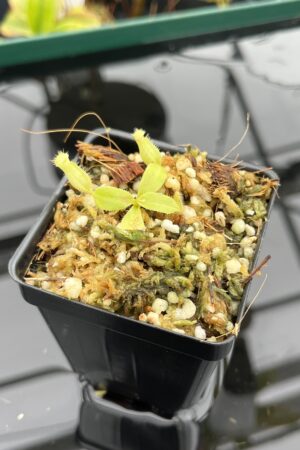 Close Up of Nepenthes palawanensis x peltata | Florae Collaborative | FC-393 | 21181