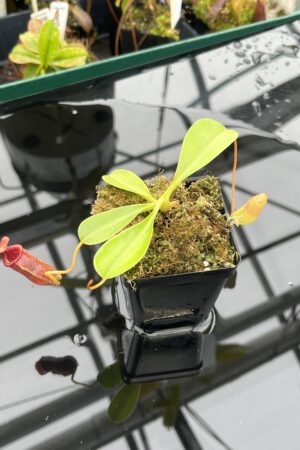 Close Up of Nepenthes sibuyanensis x lowii | Borneo Exotics | BE-4504 | 20972