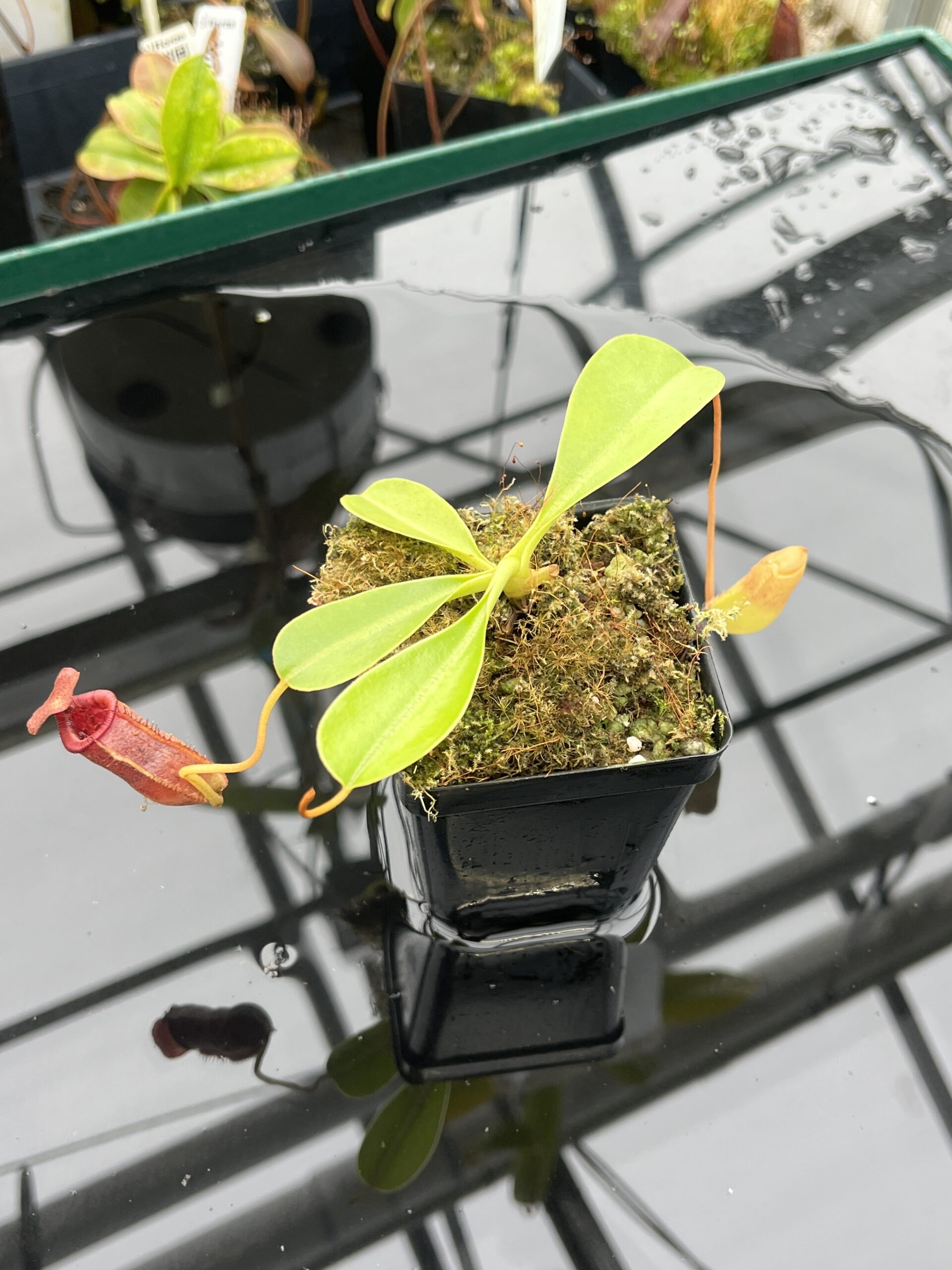 Close Up of Nepenthes sibuyanensis x lowii | Borneo Exotics | BE-4504 | 20972