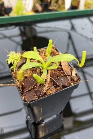 Close Up of Nepenthes (veitchii x lowii ) #14 BE x edwardsiana | JH | Florae | Seed Grown | Florae Collaborative | FC-492 | IN21124