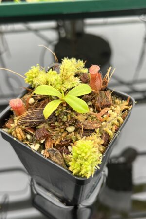 Close Up of Nepenthes villosa x ventricosa | JH | Florae | Florae Collaborative | FC-325.03 | 21172