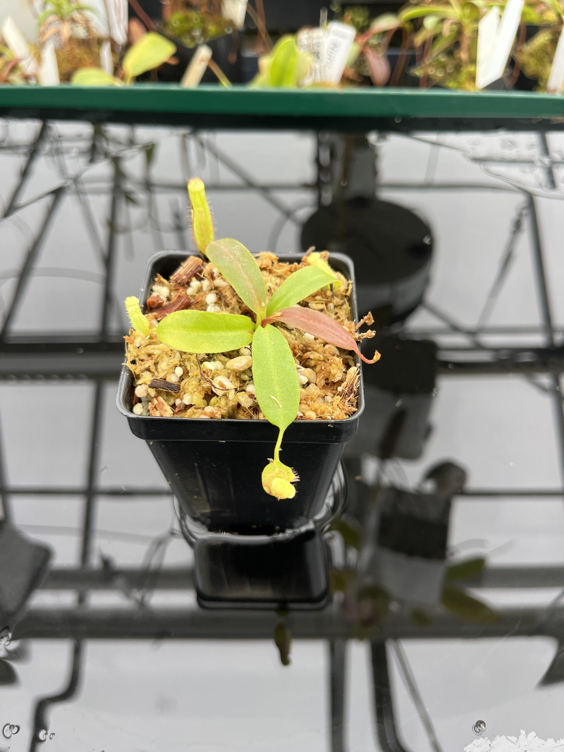 Wide Angle of Nepenthes boschiana x villosa | Florae Collaborative | FC-366.11 | 21183