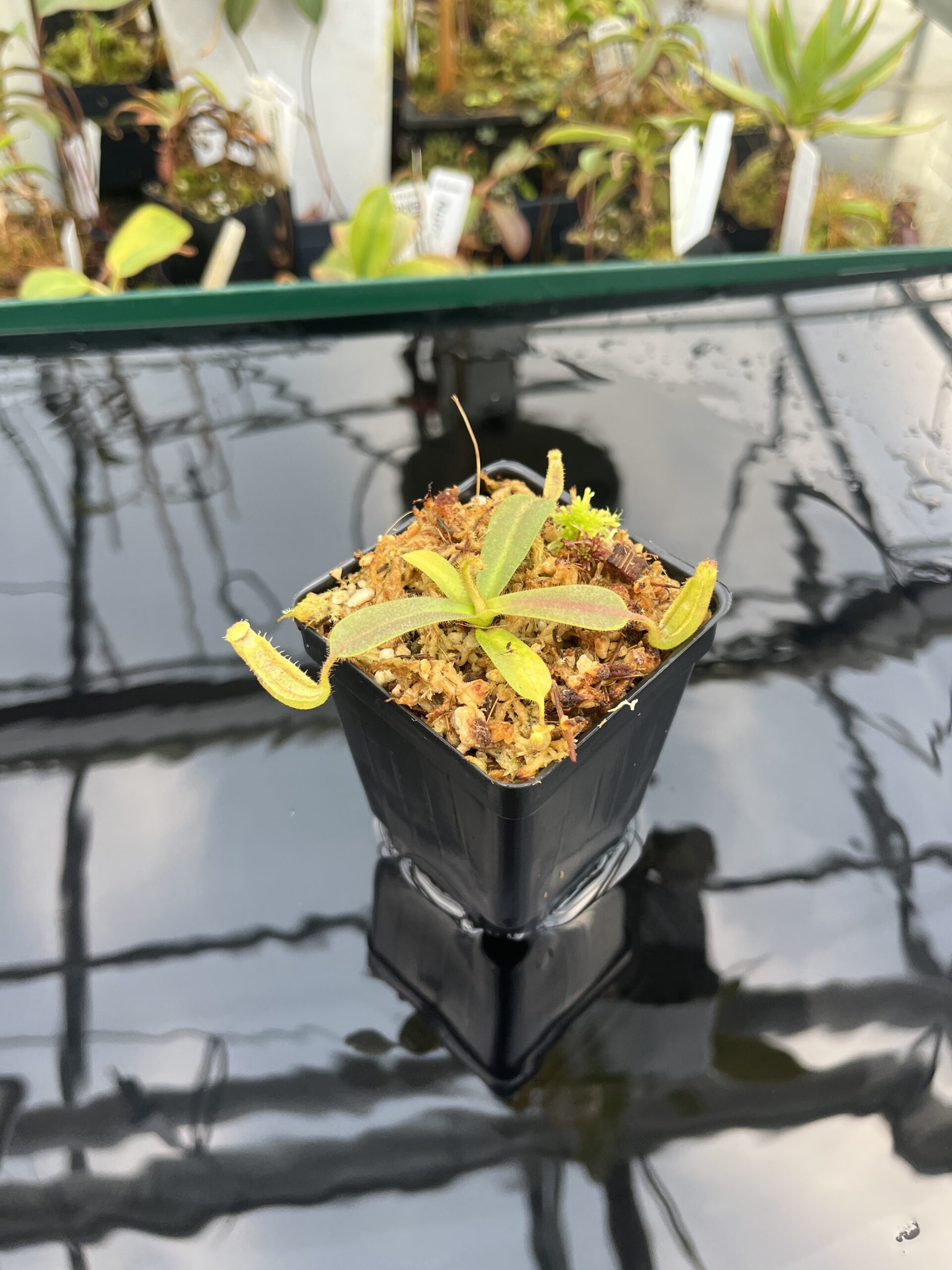 Wide Angle of Nepenthes mollis (tricolor) x veitchii ‘Candy Dreams’ | FB | Clone 4 | Florae Collaborative | FC-342.04 | 21105