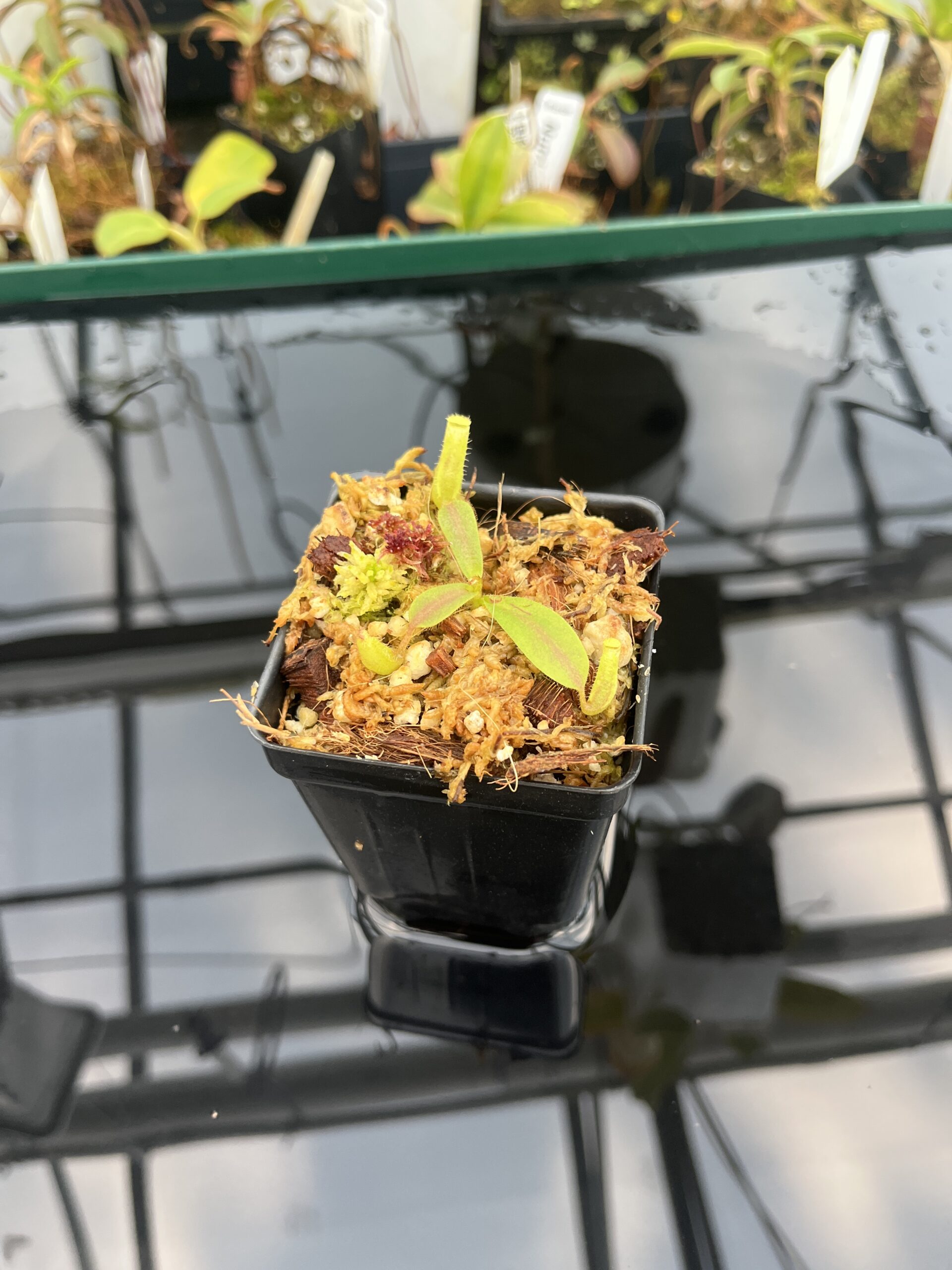 Wide Angle of Nepenthes mollis (tricolor) x veitchii ‘Candy Dreams’ | Francis Bauzon | Clone 3 | Florae Collaborative | FC-342.03 | 21106