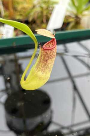 Close Up of Nepenthes Rokko EP x edwardsiana | Florae Collaborative | FC-202.01 | 21268
