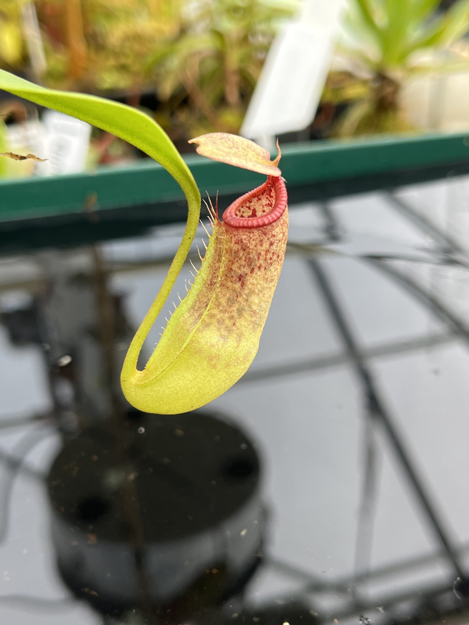 Close Up of Nepenthes Rokko EP x edwardsiana | Florae Collaborative | FC-202.01 | 21268