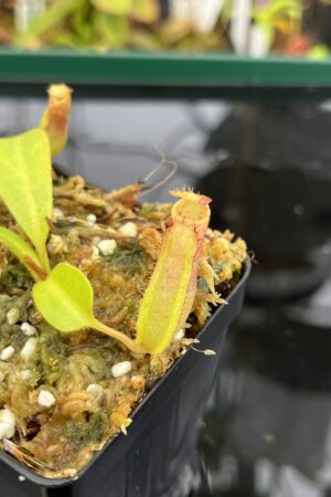 Close Up of Nepenthes (boschiana x veitchii (m) Bario - squat, pink) x (lowii x truncata - giant) | Florae | Florae Collaborative | FC-397 | 21585