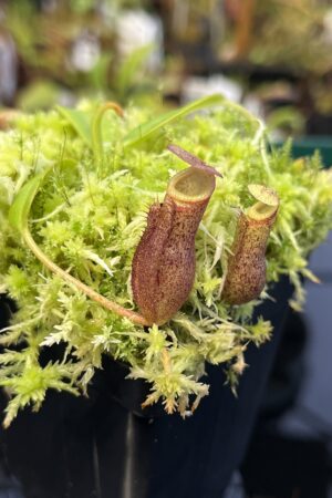 Close Up of Nepenthes burbidgeae x villosa | JH | Florae | Clone 6 | Florae Collaborative | FC-357.06 | 21639