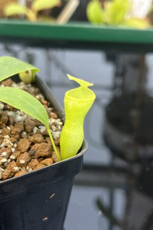 Close Up of Nepenthes campanulata | Borneo Exotics | BE-3044 | L21357
