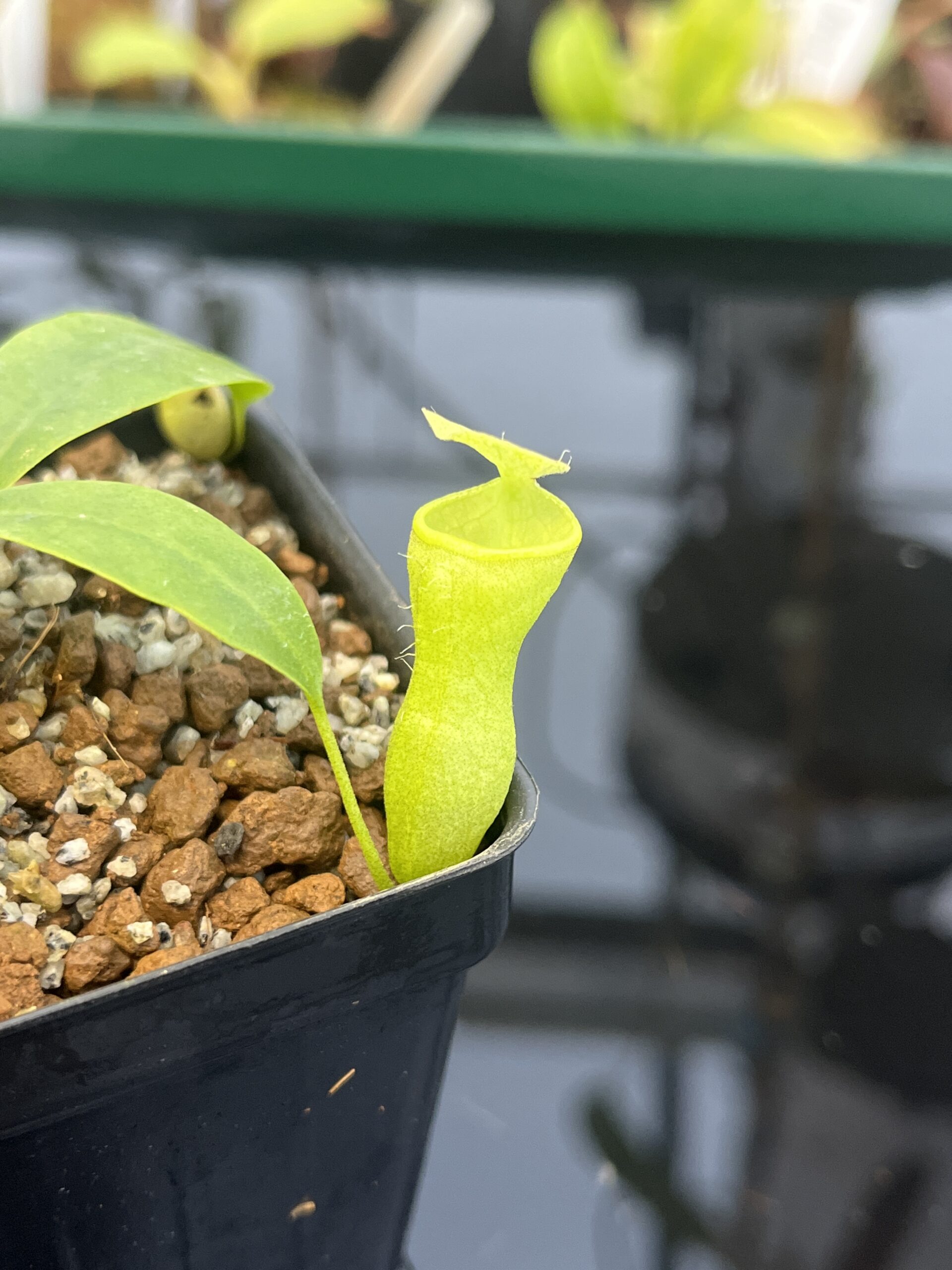 Close Up of Nepenthes campanulata | Borneo Exotics | BE-3044 | L21357