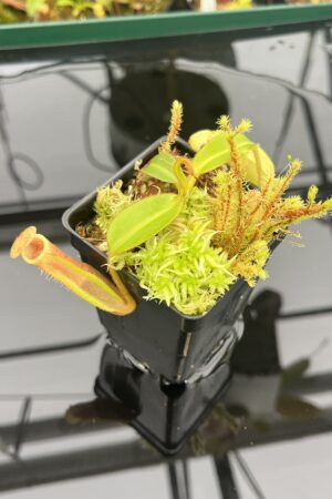 Close Up of Nepenthes chaniana x edwardsiana | Andreas Wistuba | AW-(ISC) | H21660