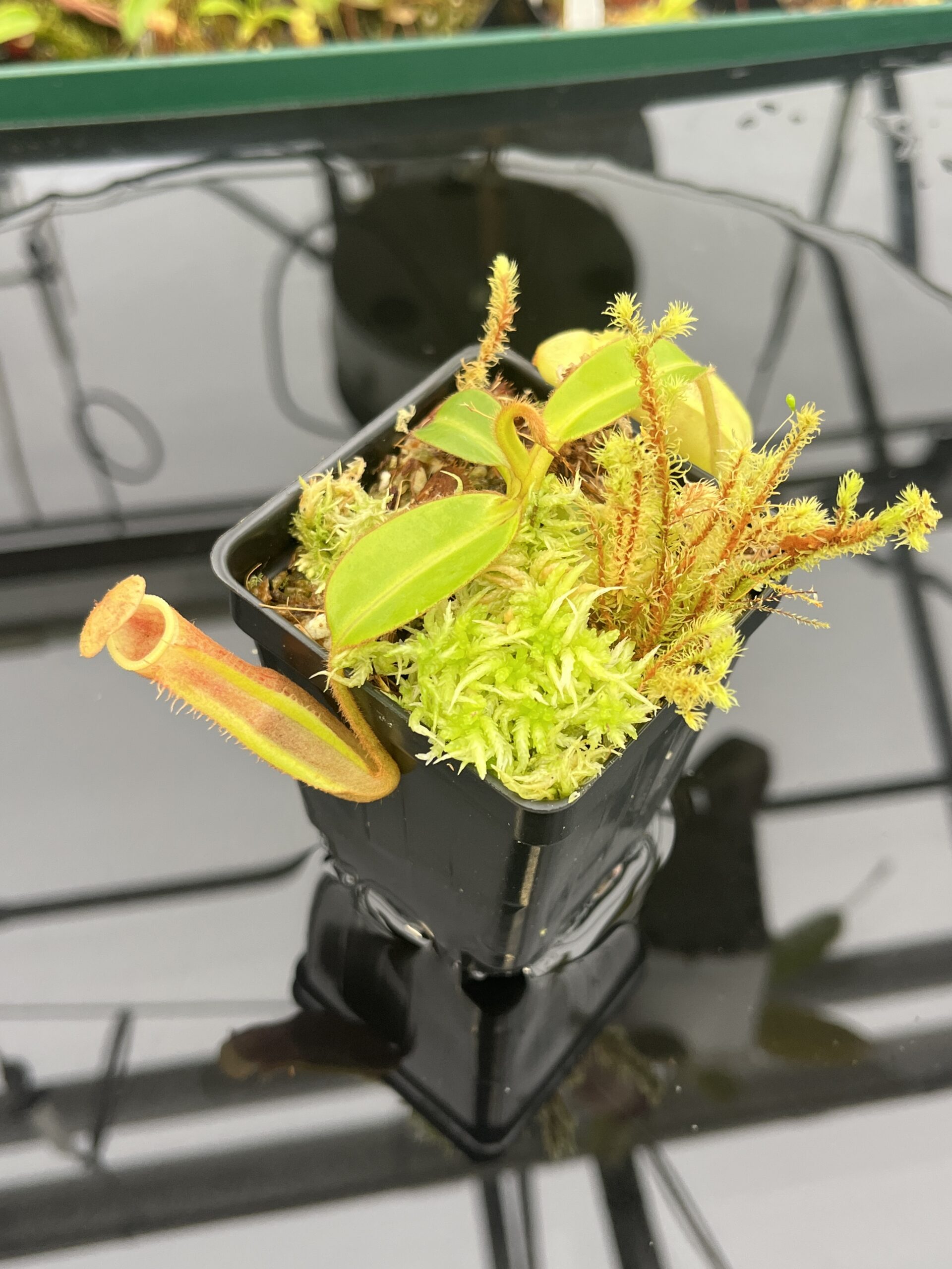 Close Up of Nepenthes chaniana x edwardsiana | Andreas Wistuba | AW-(ISC) | H21660