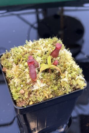 Close Up of Nepenthes diatas x villosa | JH | Florae | Clone 2 | Florae Collaborative | FC-391.02 | 21531