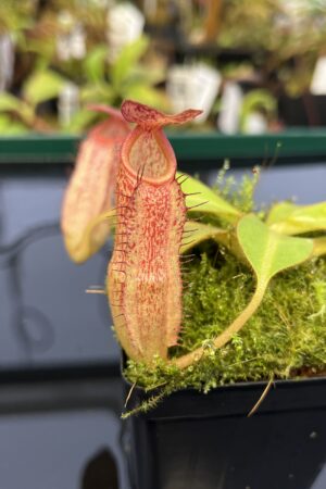 Close Up of Nepenthes klossii x veitchii | Borneo Exotics | BE-4632 | 21612