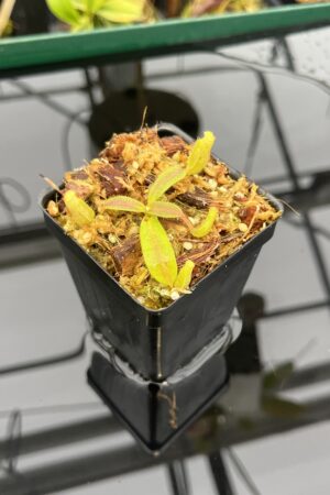 Close Up of Nepenthes mollis (tricolor) x veitchii ‘Candy Dreams’ | Francis Bauzon | Clone 3 | Florae Collaborative | FC-342.03 | IN21405