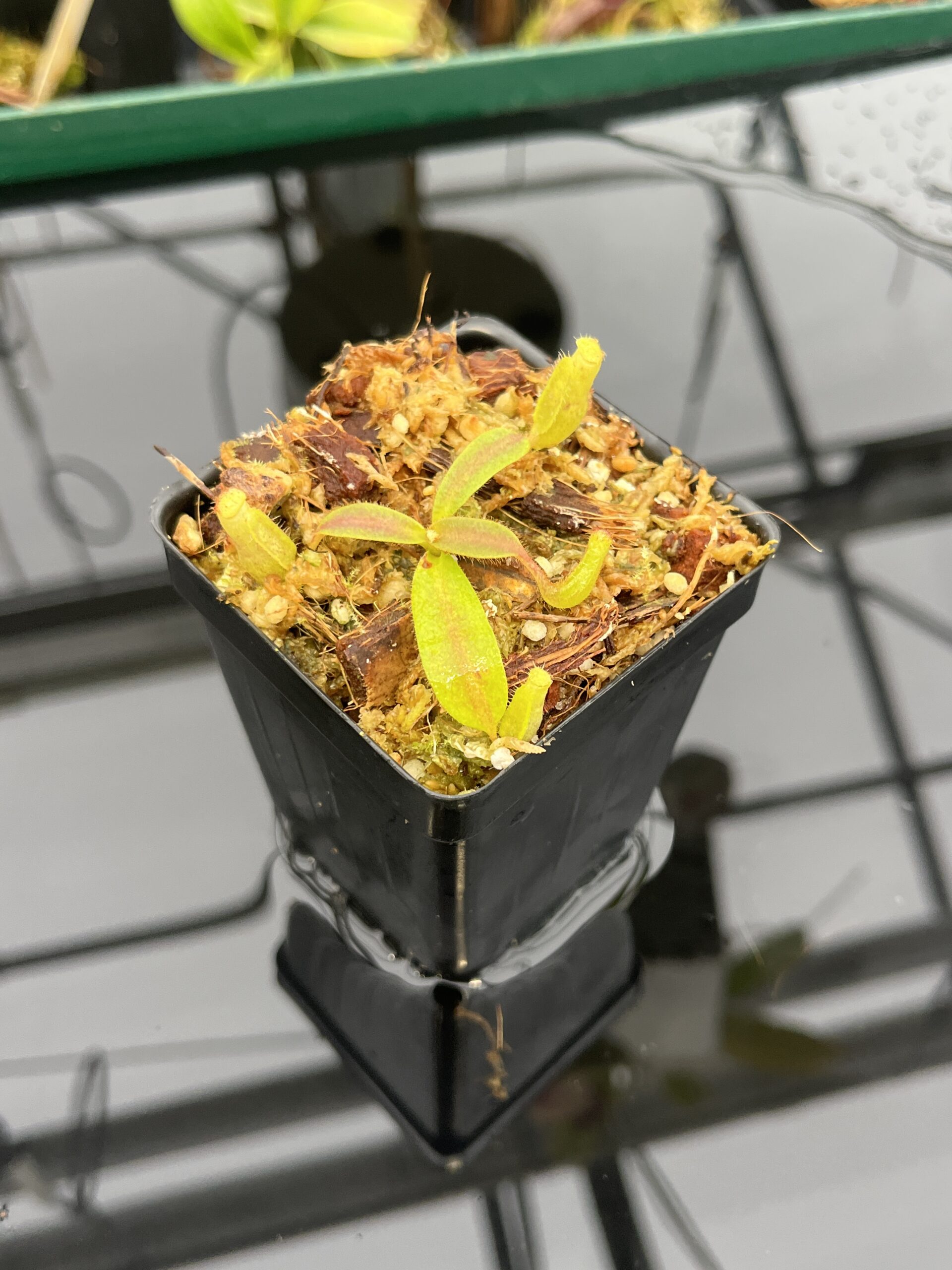 Close Up of Nepenthes mollis (tricolor) x veitchii ‘Candy Dreams’ | Francis Bauzon | Clone 3 | Florae Collaborative | FC-342.03 | IN21405