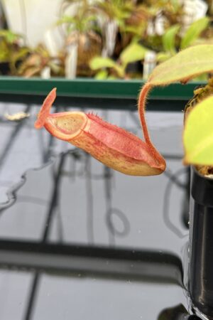 Close Up of Nepenthes rajah x (chaniana x veitchii) | Borneo Exotics | BE-4666 | 21587