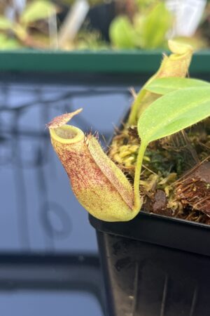 Close Up of Nepenthes rajah x eymae | Florae Collaborative | FC-074.IC | 21489