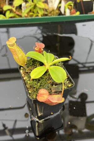 Close Up of Nepenthes robcantleyi x merrilliana | Borneo Exotics | BE-4628 | 21610