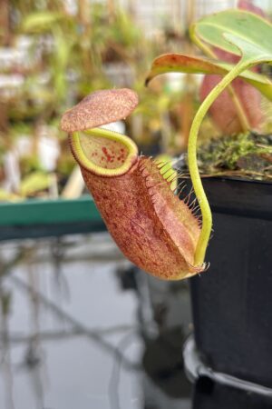 Close Up of Nepenthes robcantleyi x palawanensis | Borneo Exotics | BE-4591 | IN21467