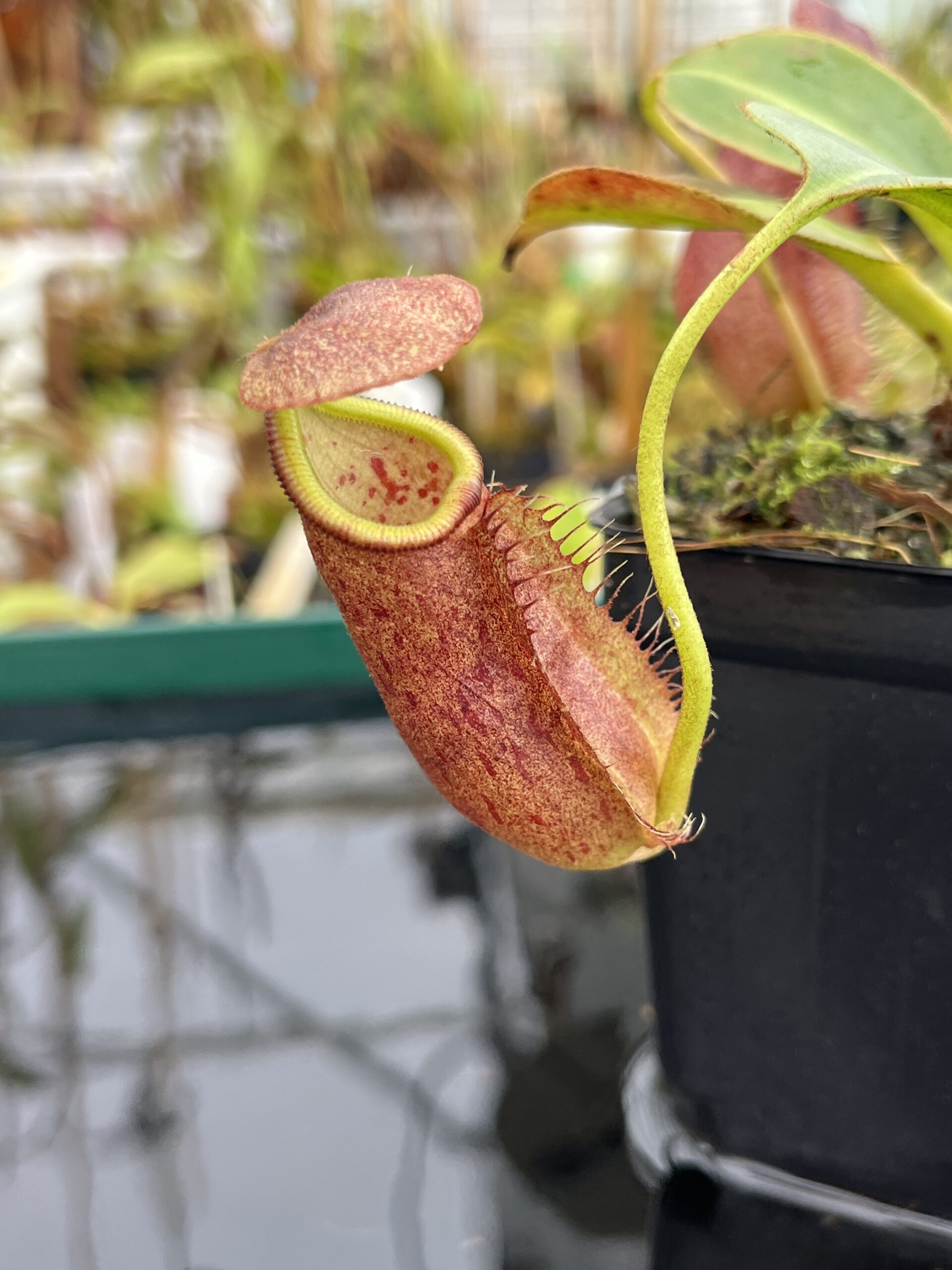 Close Up of Nepenthes robcantleyi x palawanensis | Borneo Exotics | BE-4591 | IN21467