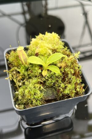 Close Up of Nepenthes spathulata | Best Carnivorous Plants | BCP-1732 | H21350
