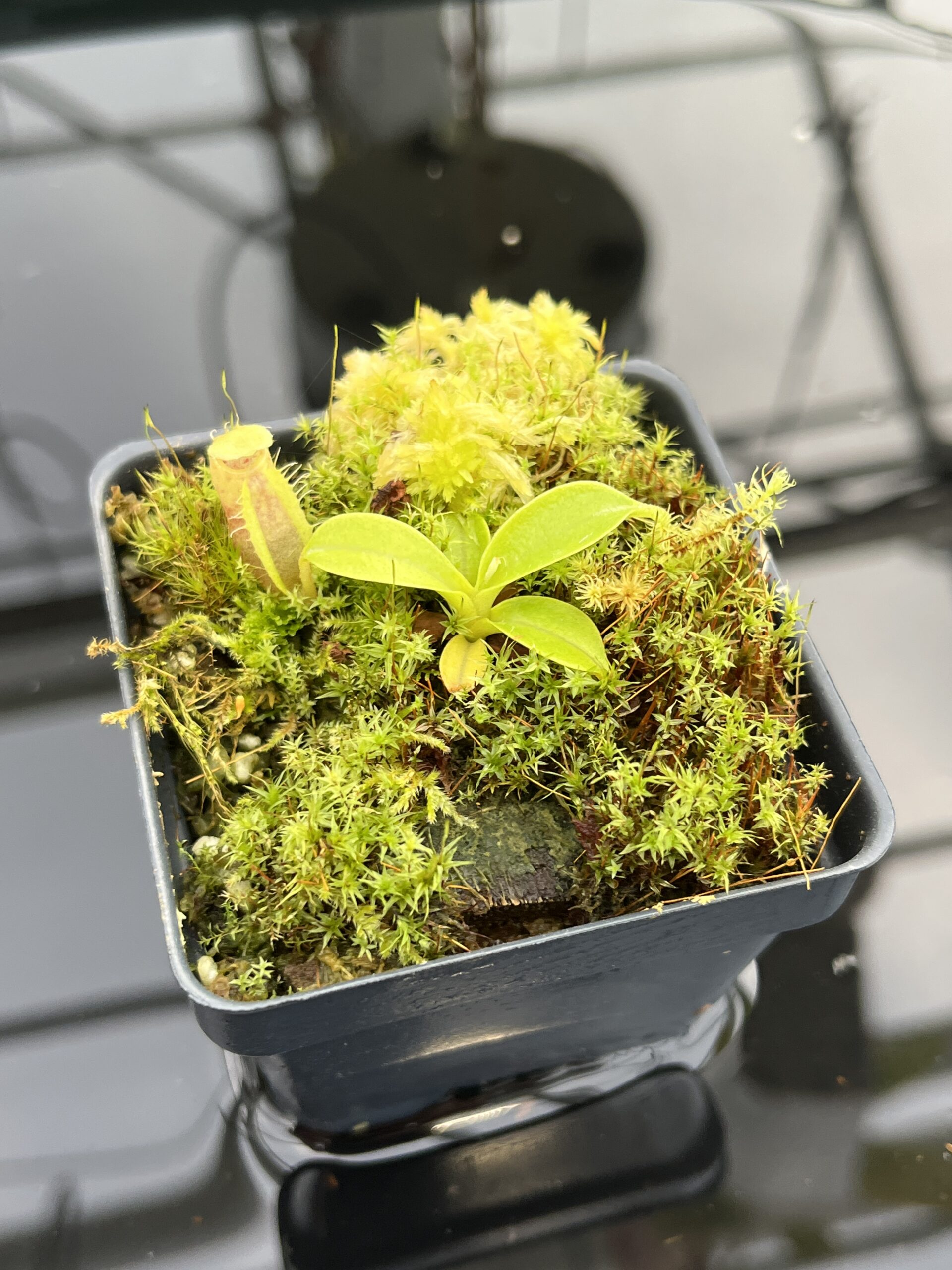 Close Up of Nepenthes spathulata | Best Carnivorous Plants | BCP-1732 | H21350