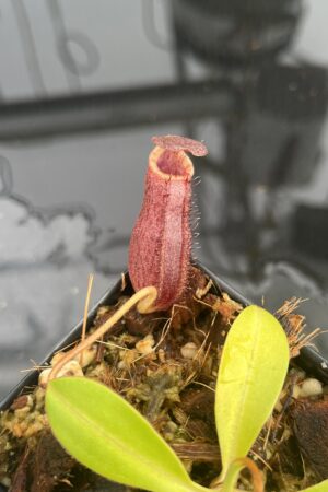 Close Up of Nepenthes spectabilis x lowii | Borneo Exotics | BE-4524 | 21445