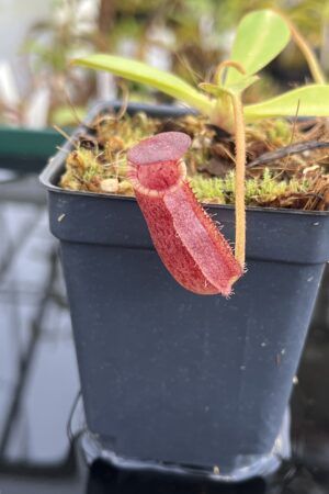 Close Up of Nepenthes spectabilis x lowii | Borneo Exotics | BE-4524 | H21525