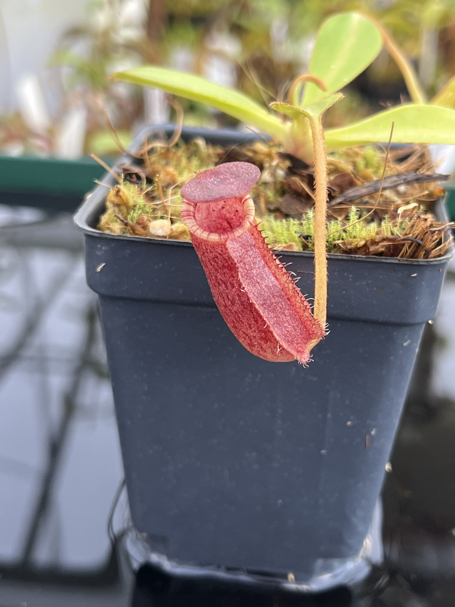 Close Up of Nepenthes spectabilis x lowii | Borneo Exotics | BE-4524 | H21525