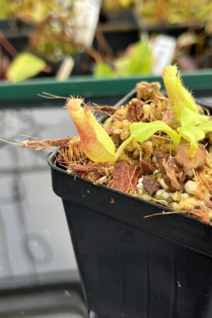 Close Up of Nepenthes truncata x villosa | JH | Clone 6 | Florae Collaborative | FC-355.06 | 21278