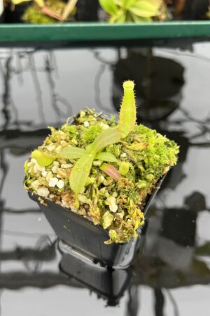 Close Up of Nepenthes veitchii Murud, Striped x 'Candy' | Florae | Florae Collaborative | FC-23.03 | IN21389