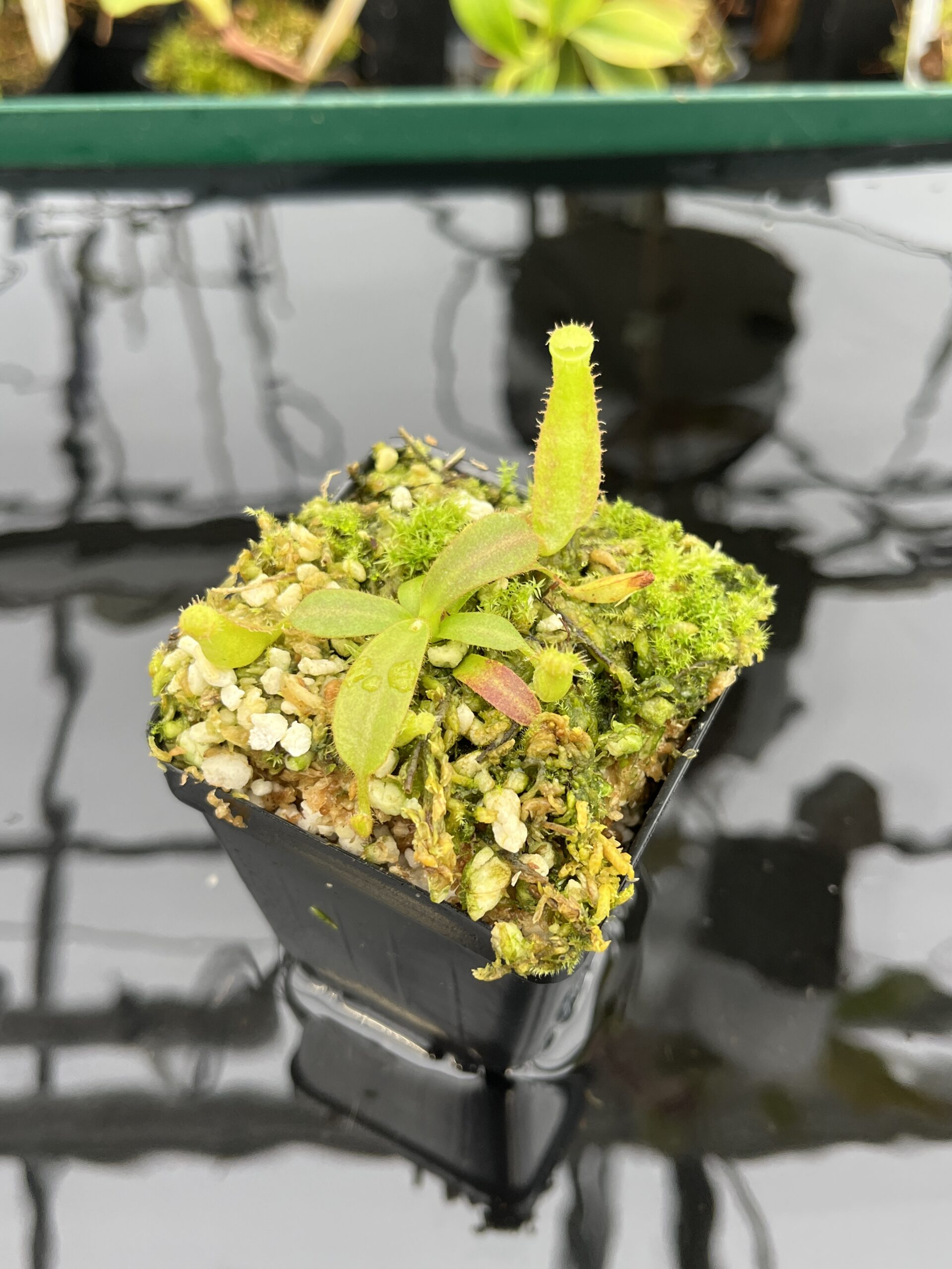 Close Up of Nepenthes veitchii Murud, Striped x 'Candy' | Florae | Florae Collaborative | FC-23.03 | IN21389