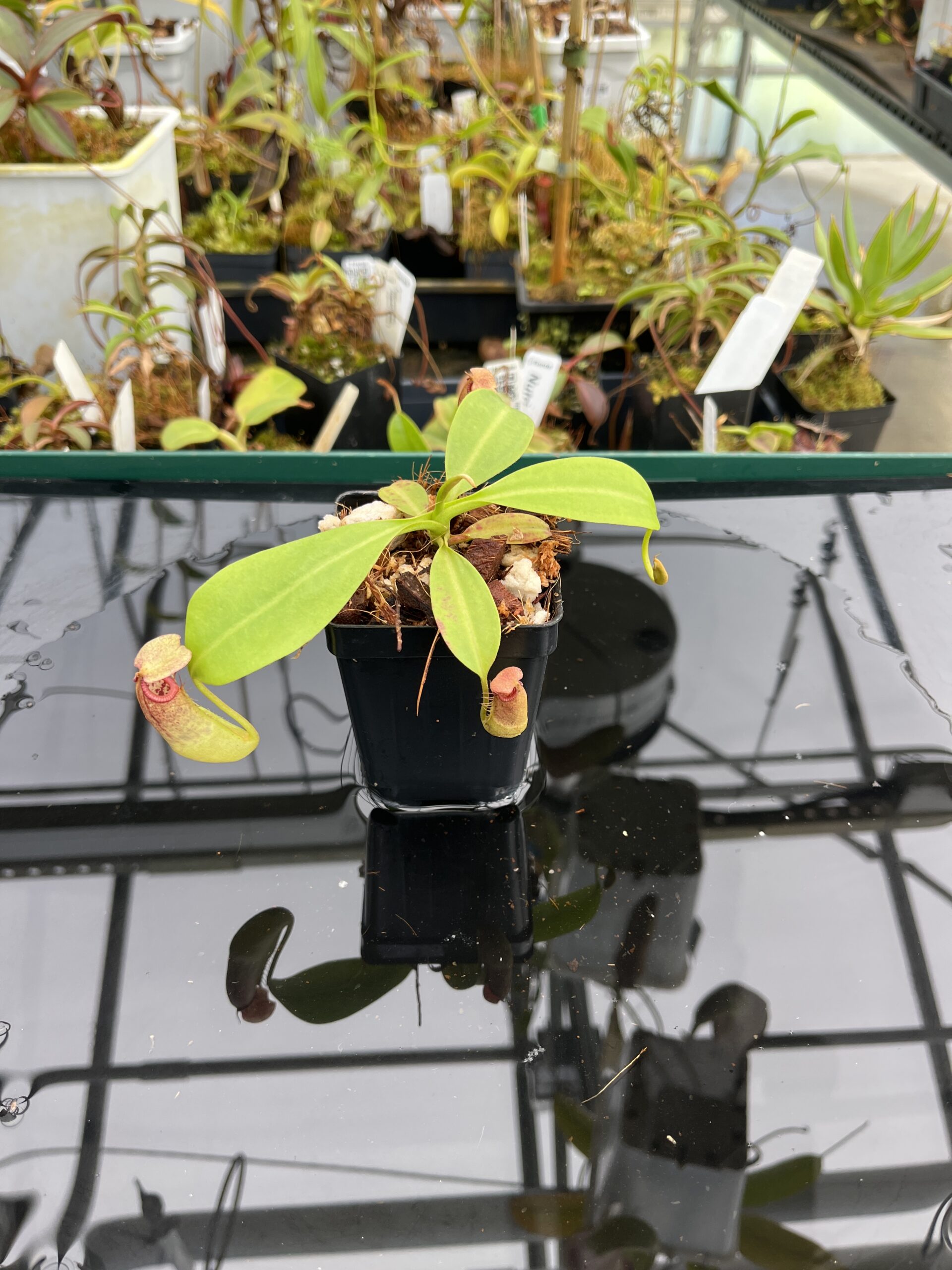 Wide Angle of Nepenthes Rokko EP x edwardsiana | Florae Collaborative | FC-202.01 | 21268