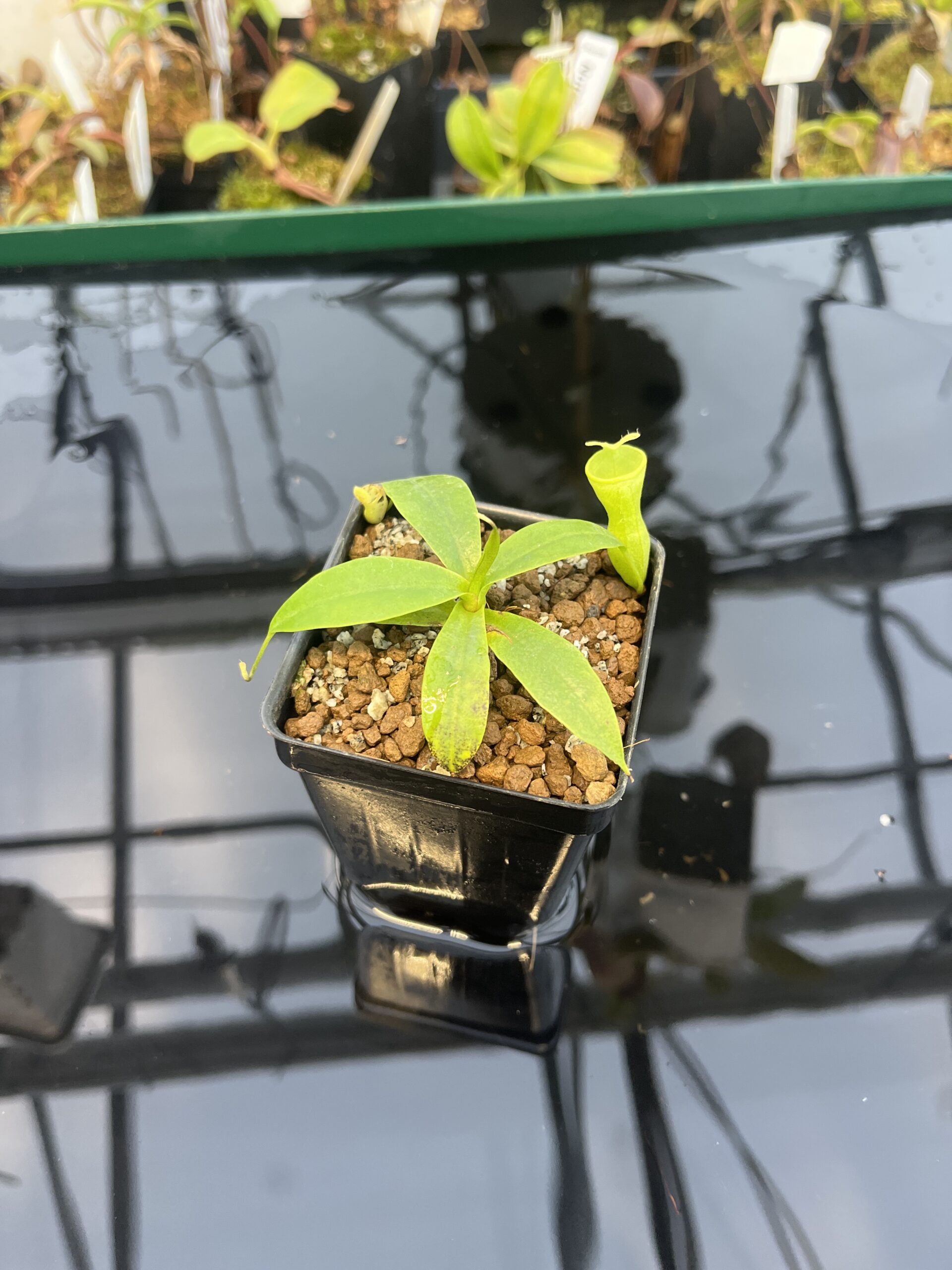 Wide Angle of Nepenthes campanulata | Borneo Exotics | BE-3044 | L21357