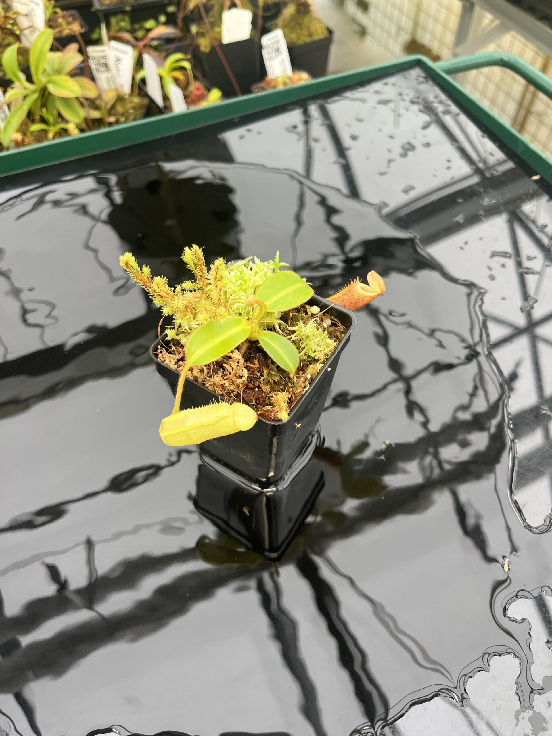 Wide Angle of Nepenthes chaniana x edwardsiana | Andreas Wistuba | AW-(ISC) | H21660