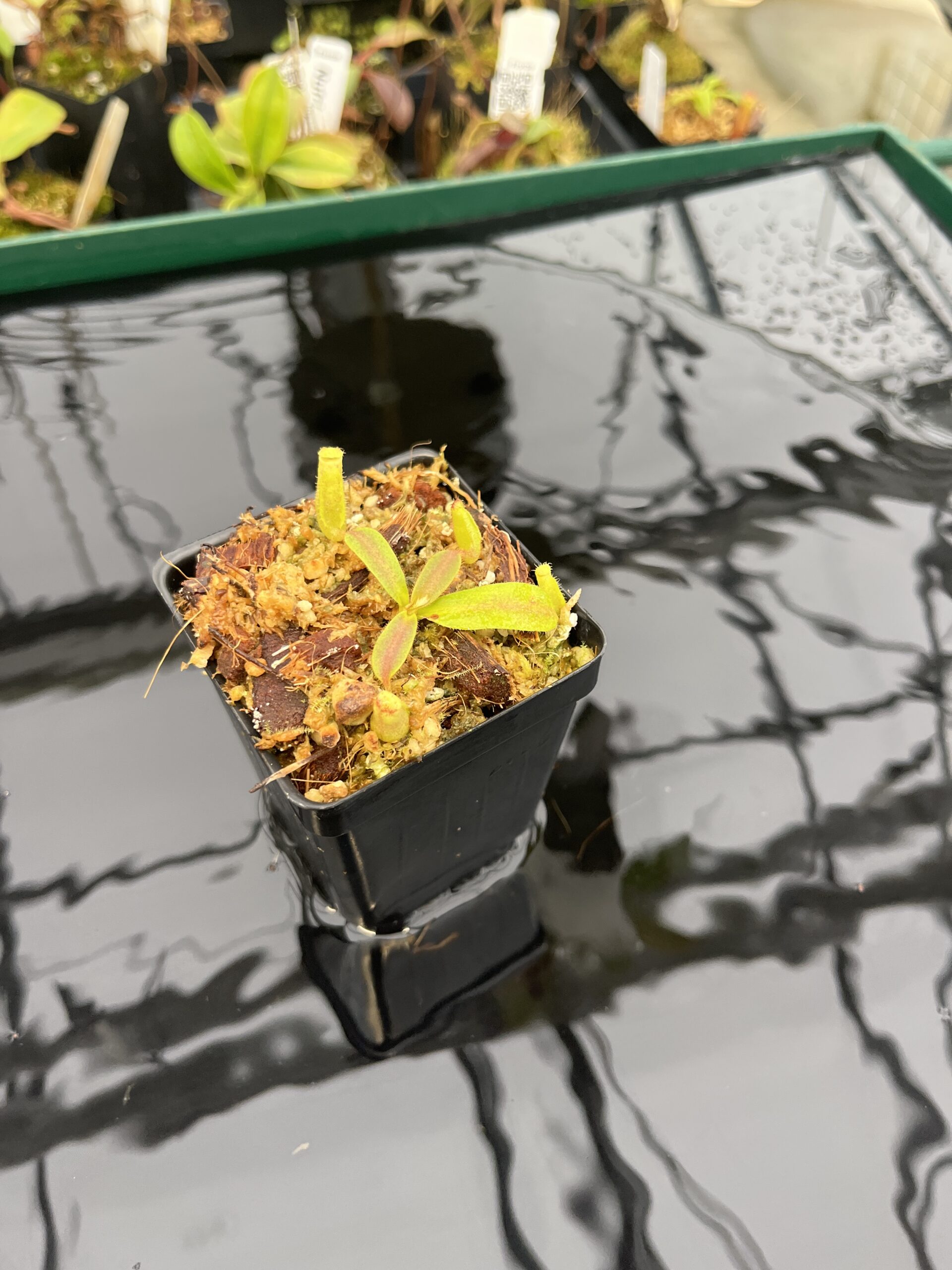 Wide Angle of Nepenthes mollis (tricolor) x veitchii ‘Candy Dreams’ | Francis Bauzon | Clone 3 | Florae Collaborative | FC-342.03 | IN21405