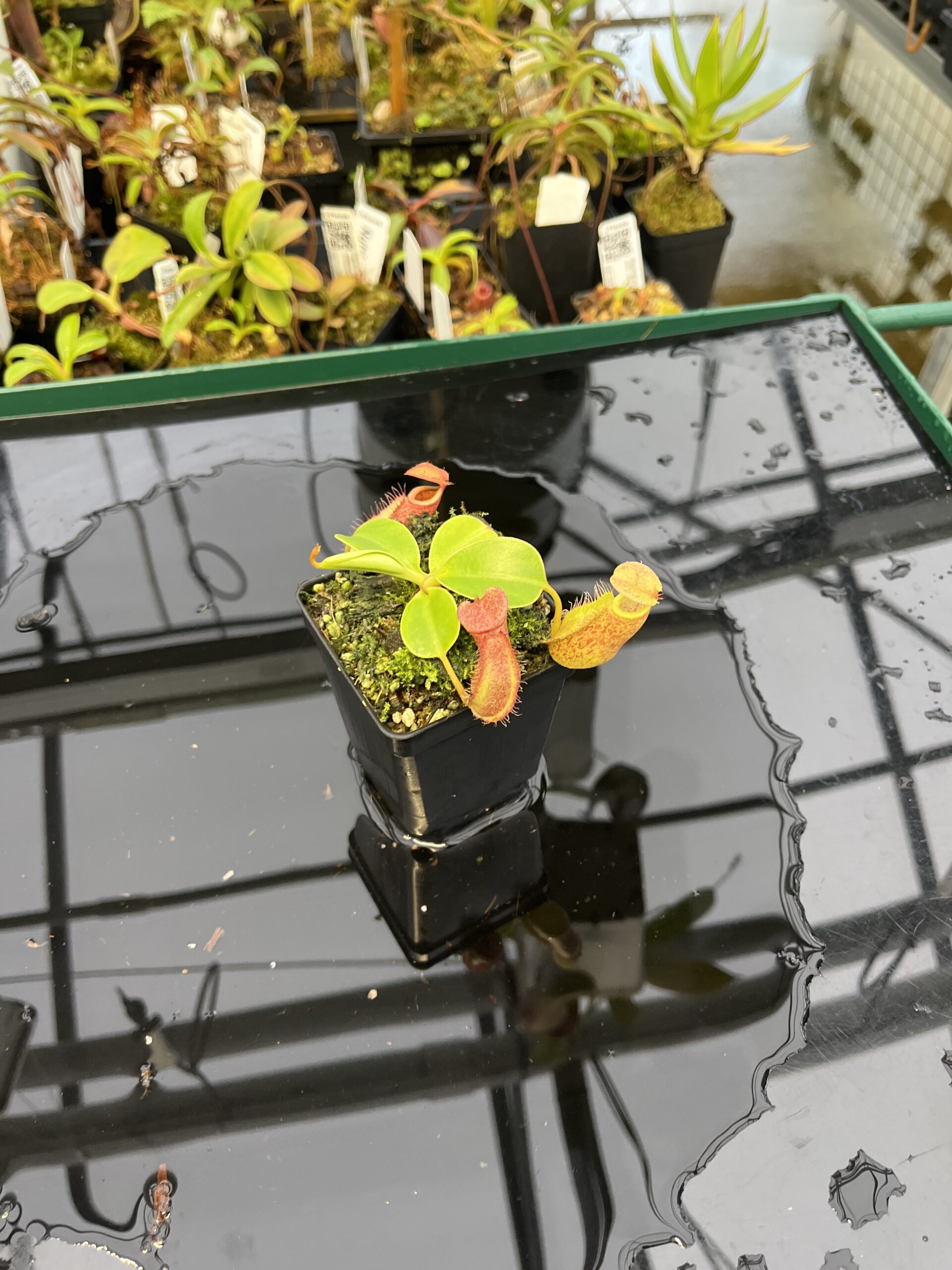 Wide Angle of Nepenthes robcantleyi x merrilliana | Borneo Exotics | BE-4628 | 21610