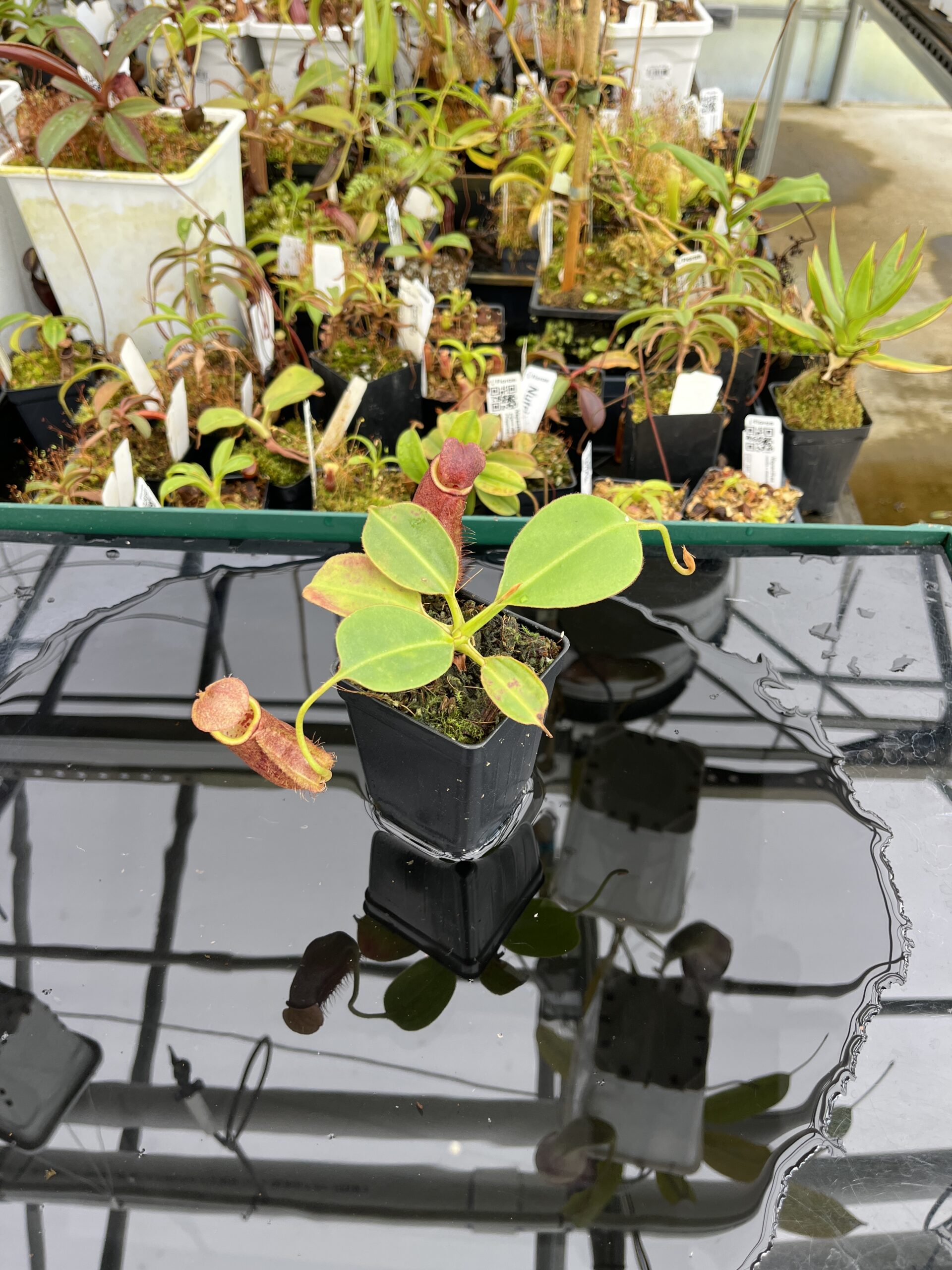 Wide Angle of Nepenthes robcantleyi x palawanensis | Borneo Exotics | BE-4591 | IN21467