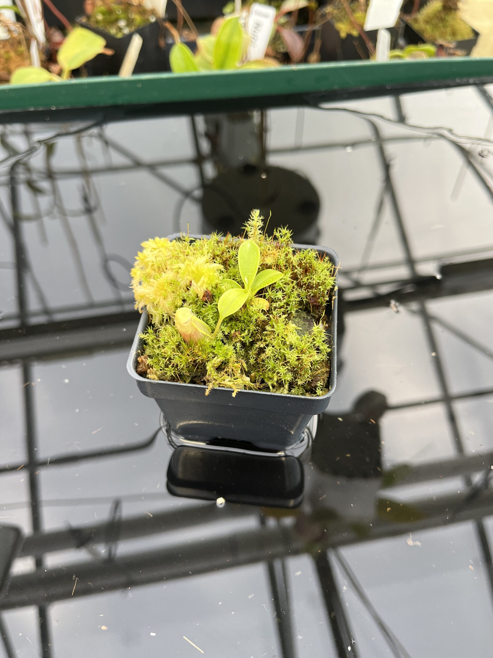 Wide Angle of Nepenthes spathulata | Best Carnivorous Plants | BCP-1732 | H21350