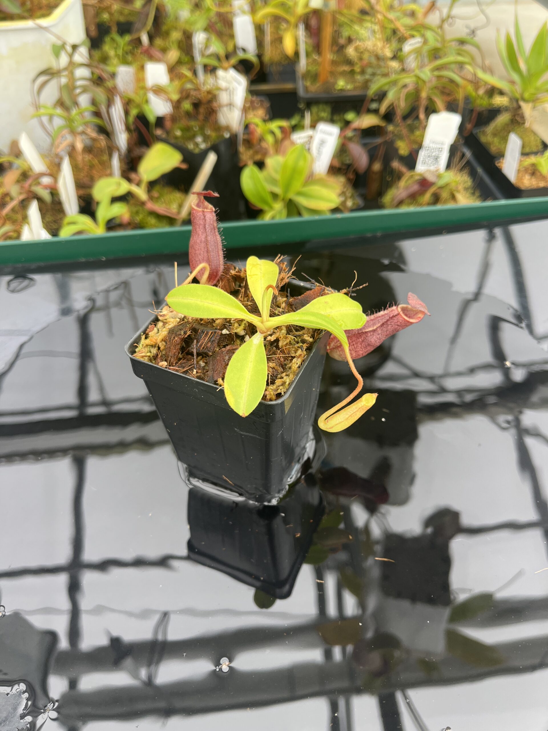Wide Angle of Nepenthes spectabilis x lowii | Borneo Exotics | BE-4524 | 21445