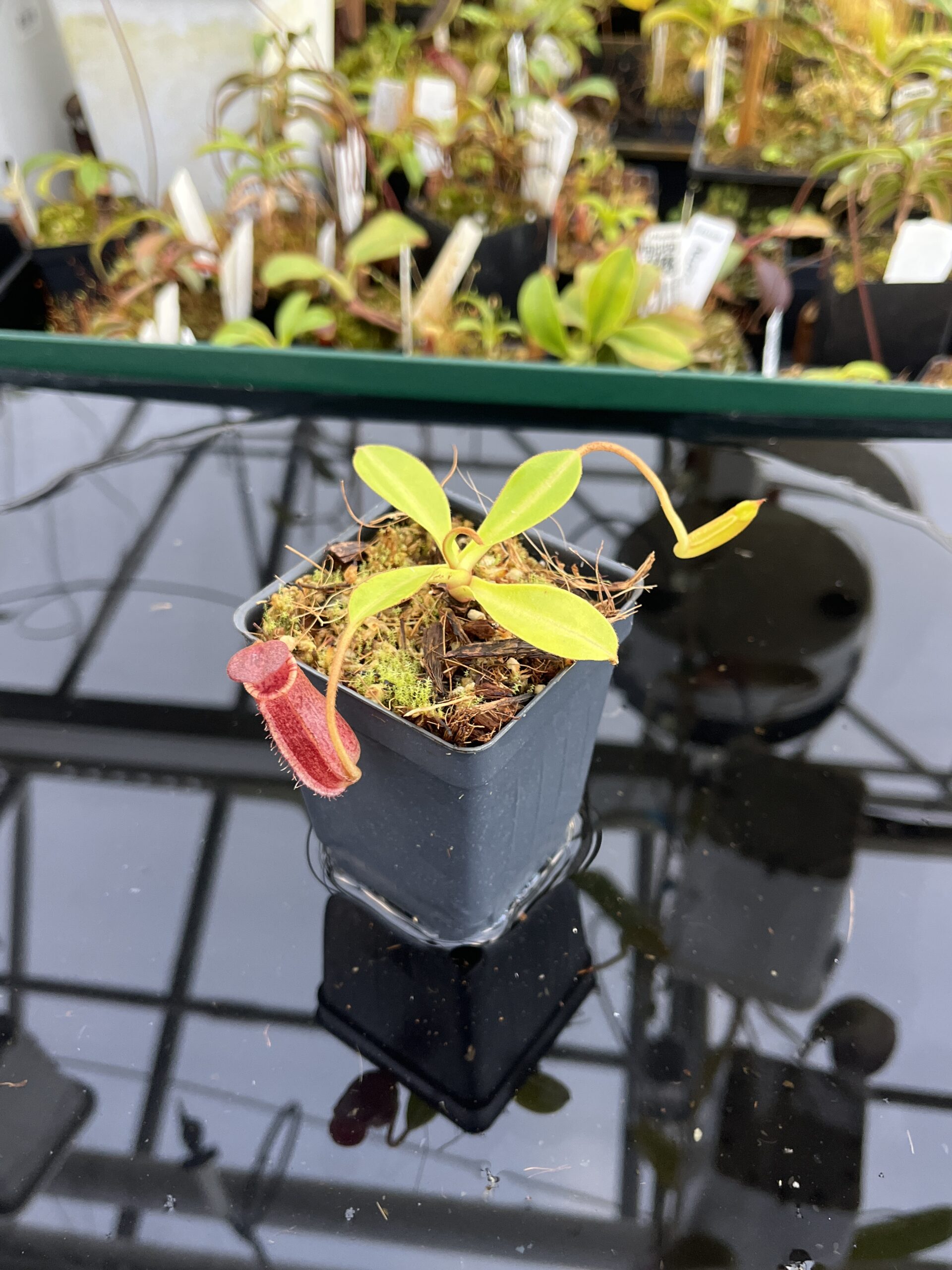 Wide Angle of Nepenthes spectabilis x lowii | Borneo Exotics | BE-4524 | H21525