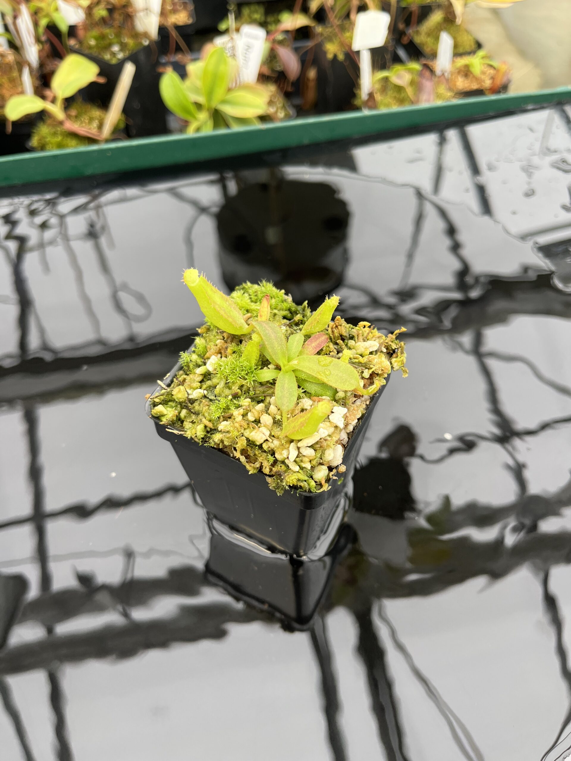 Wide Angle of Nepenthes veitchii Murud, Striped x 'Candy' | Florae | Florae Collaborative | FC-23.03 | IN21389