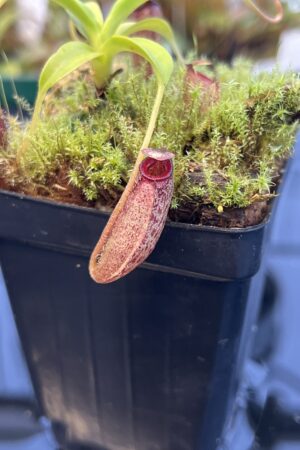 Close Up of Nepenthes aristolochioides x (flava x edwardsiana) | individual seedling (ISC) | Andreas Wistuba | AW-Nx_aristX(flavXed).1 | H21870