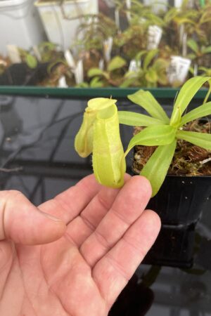 Close Up of Nepenthes burkei x reinwardtiana | Borneo Exotics | BE-3849 | 21693